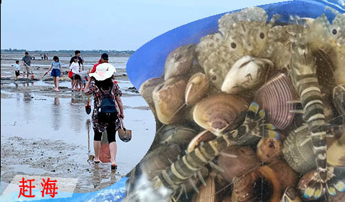 北海趕海捕魚(yú)